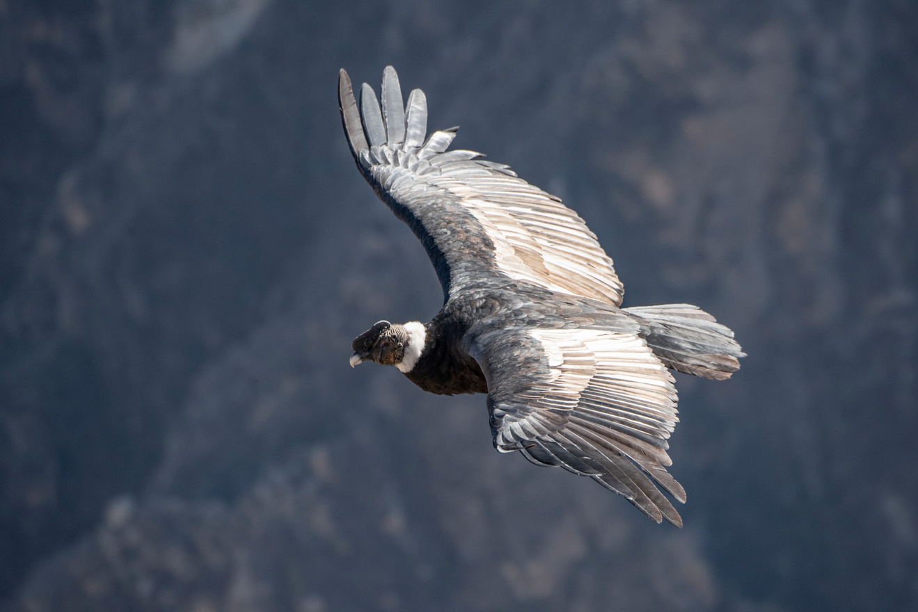 Andean Condor